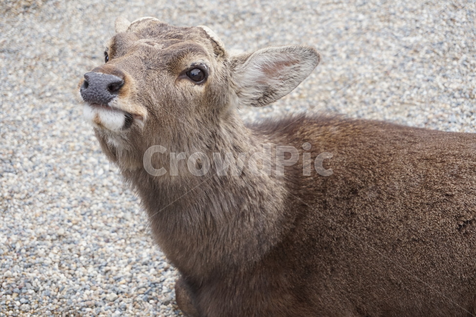 사슴,자연,동물,포유류,animal,사슴공원,동물,animal,포유류,mammal