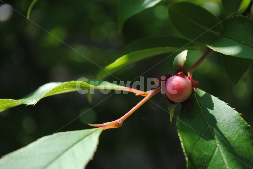 자연,봄,봉오리,꽃봉오리,노각나무,식물,자연,plants,nature,과일,열매,fruit