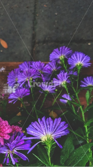 식물,꽃,보라색,보라색꽃,비오는날,비,잎사귀,선물,감성,배경,꽃다발,purple,보라,flower,plant,violet,rain,blossom,식물,자연,plants,nature