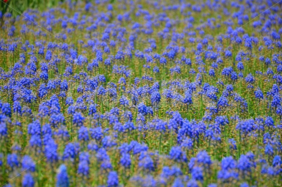 무스카리,꽃,식물,자연,순천,국제정원박람회,풍경,식물,자연,plants,nature,꽃,flower