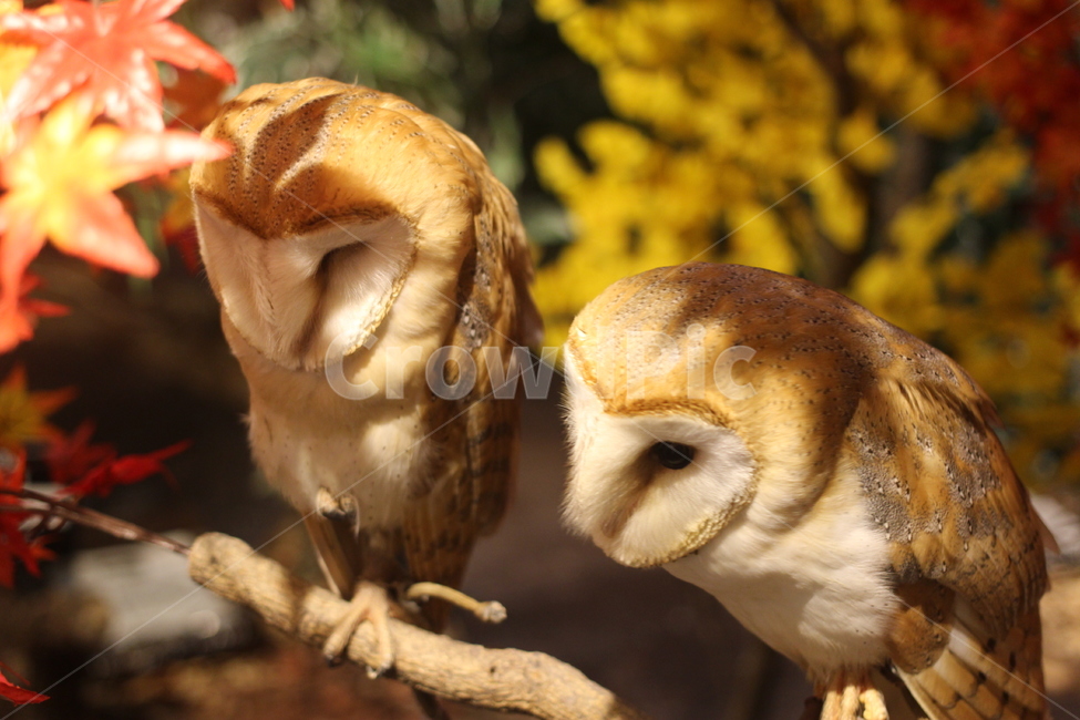 후쿠로우,일본,올빼미,올빼미카페,ふくろう,동물,animal,조류,새,birds