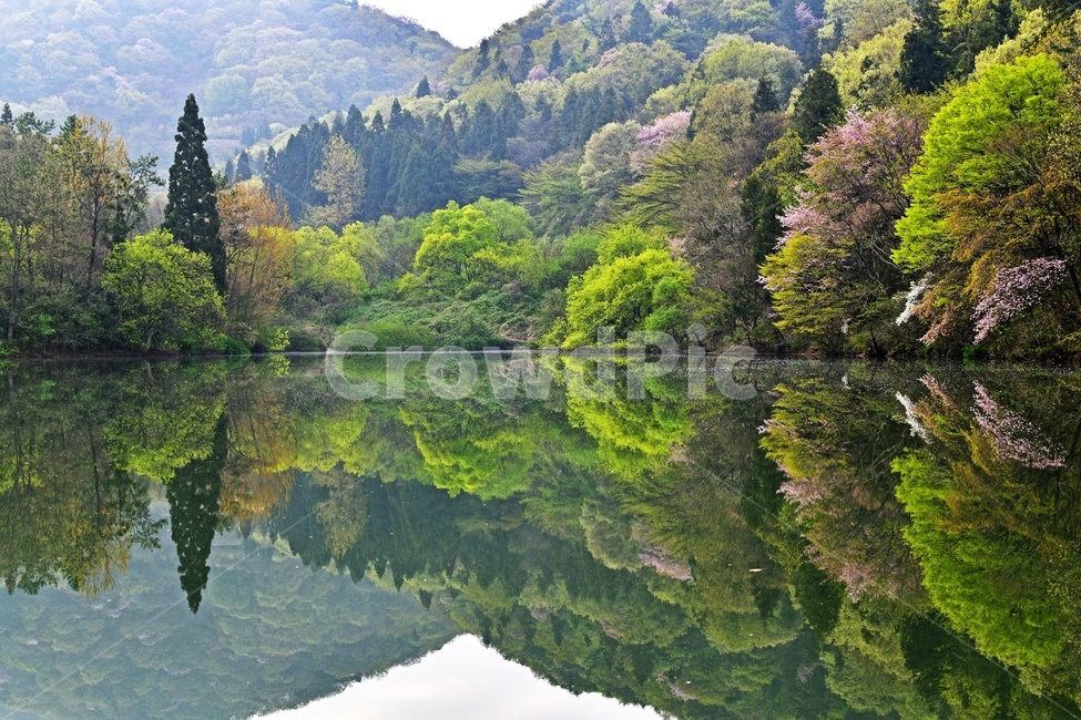 전남,화순,세량지,세량지봄,봄,계절,벚꽃,저수지,반영,나무,nature,자연,outdoors,옥외,water,물,plant,식물,자연,풍경,nature,landscape,한국자연풍경,한국자연경관,korea nature landscape