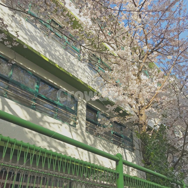 벚꽃,꽃,식물,flower,학교,봄,계절,spring,season,handrail,난간,banister