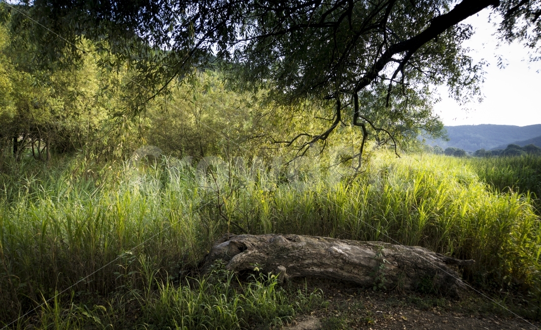석양,여름,여행,우포늪,자연,창녕,풍경,tree,자연,풍경,nature,landscape,여름,계절,summer,season,plant,식물,나무,tree trunk,나무 줄기