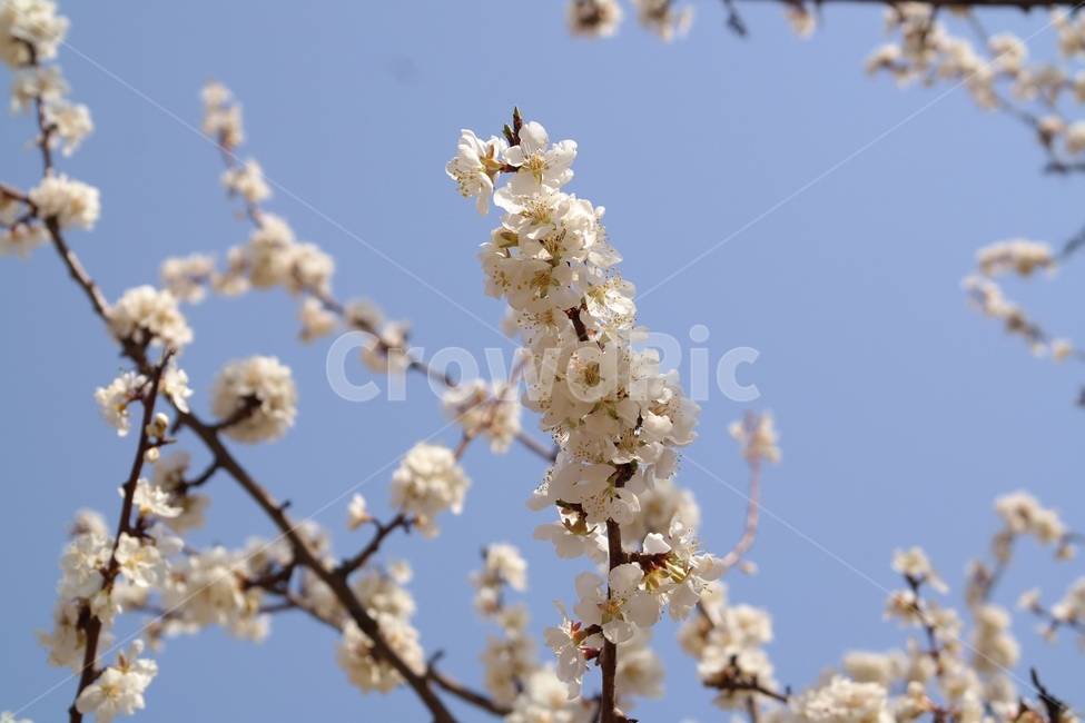봄,봄꽃,벚꽃,봄날,꽃놀이,꽃,식물,자연,계절,매화,매화나무,flower,blossom,plant