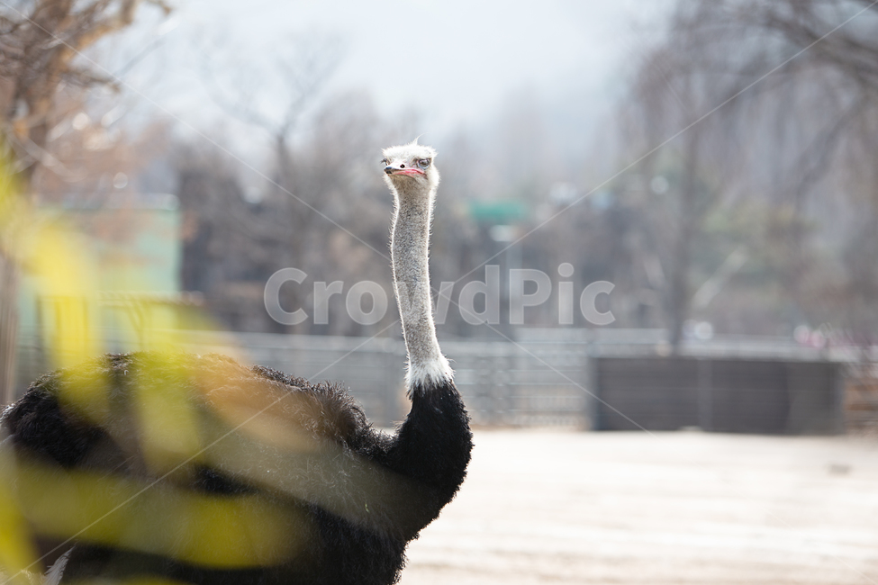 animal,bird,동물,배경,타조,동물원,아프리카,무리생활,1마리,한마리,지붕,우리,울타리,머리,긴머리,몸통,새,큰새,백그라운드,조류,조류,새,birds