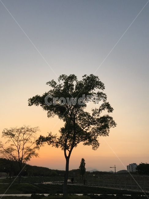 나무,노을,하늘,그림자,도심,tree,sky,sunset,식물,자연,plants,nature,나무,trees,wood