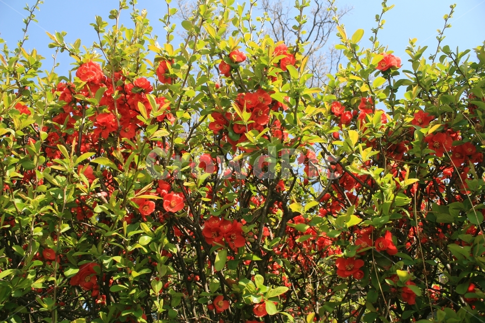 plant,식물,blossom,flower,꽃