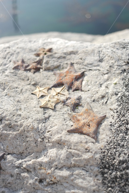 불가사리,바다,starfish,바다생물,sea
