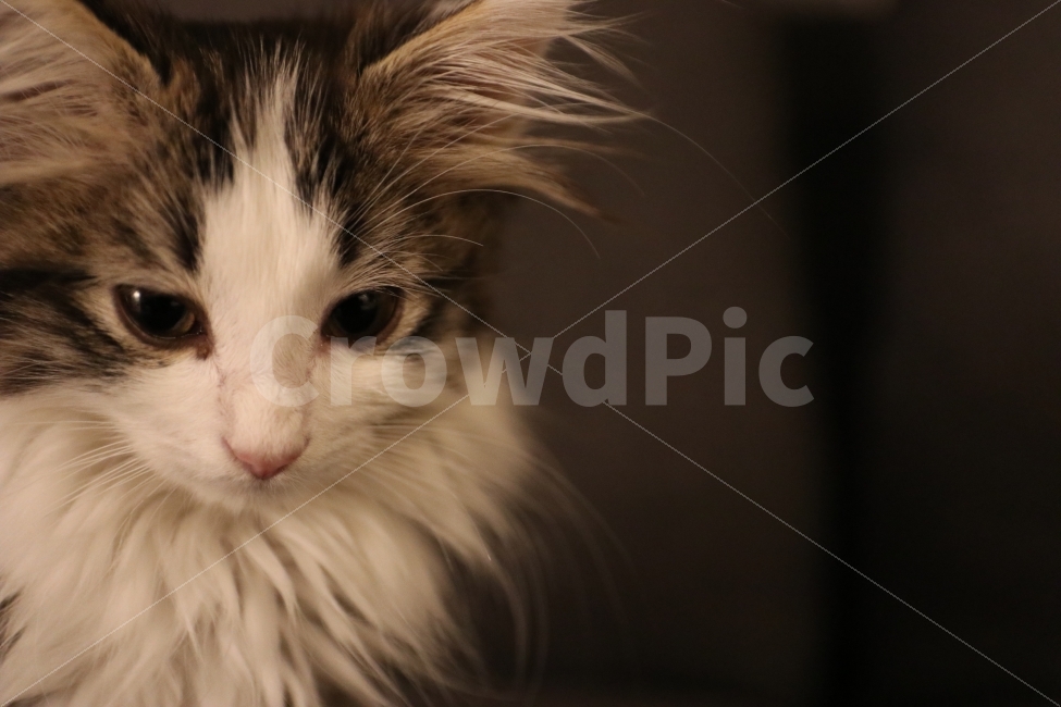 고양이,아기고양이,반려동물,냥이,애완동물,노르웨이숲,동물,animal,포유류,mammal,고양이,cat,kitten,kitty