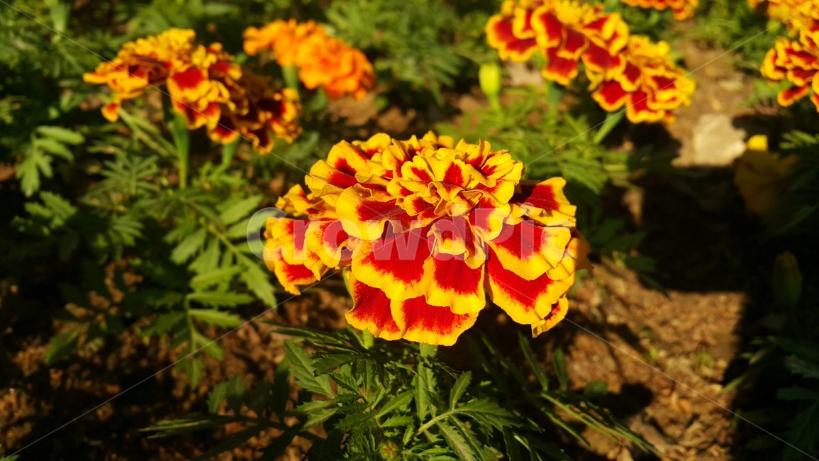 꽃,봄,공원,나들이,식물,컬러,색채,색감,flower,자연,힐링,감성사진