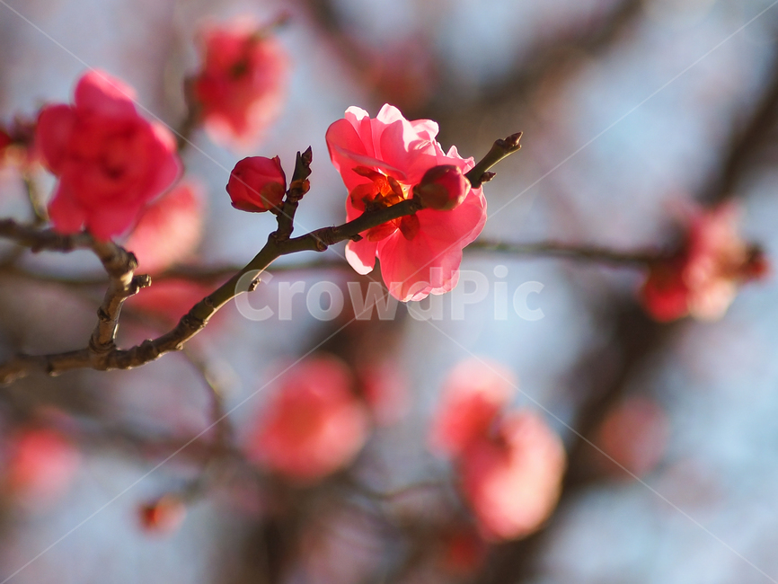 매화,꽃,spring,홍매화,봄,flower,식물,자연,plants,nature,꽃,flower