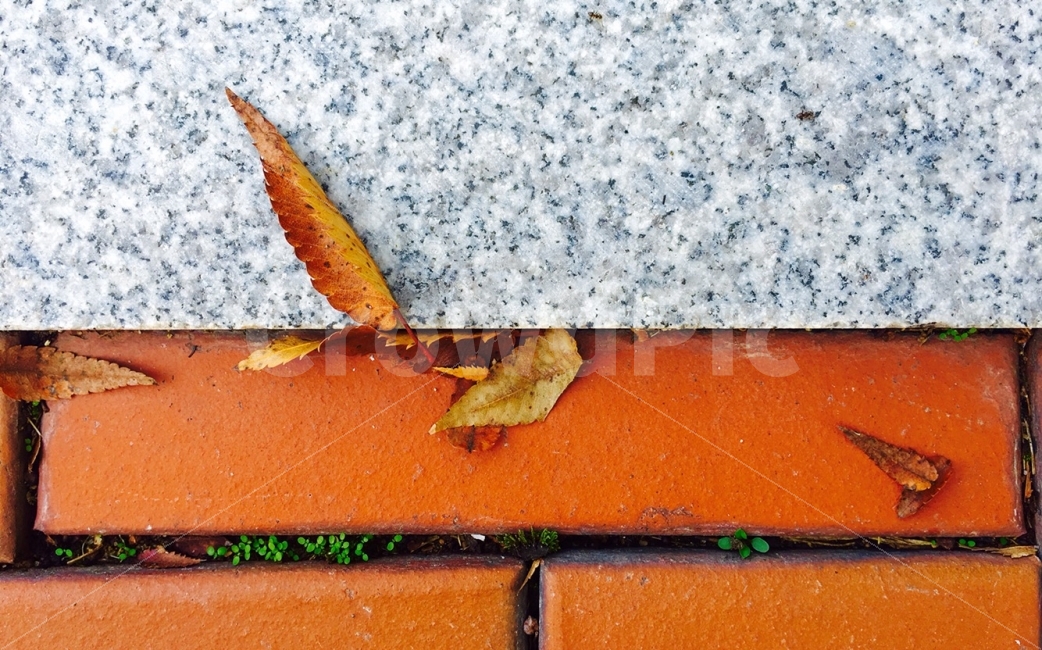 일상,색감,감성사진,감성,배경,풍경,자연,가을,낙엽,가을,계절,fall,autumn,season,leaf,잎,plant,식물,brick,벽돌
