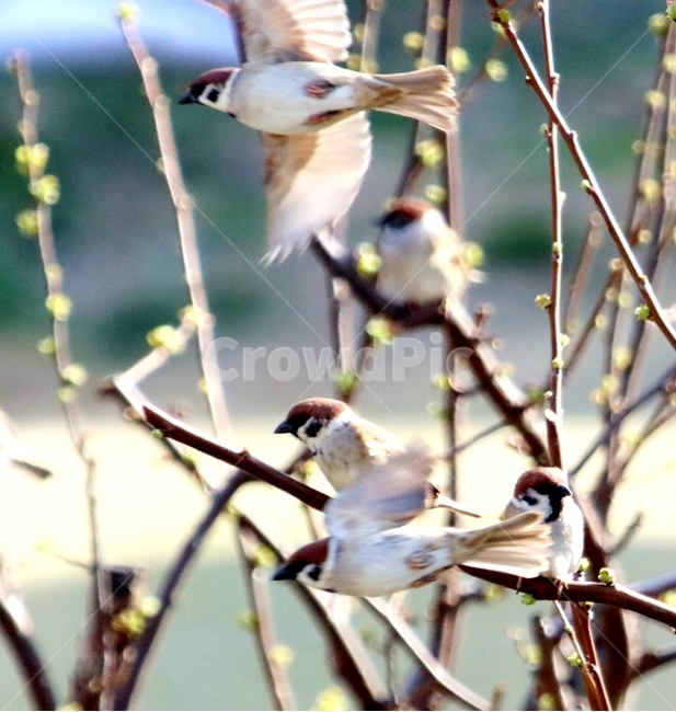동물,새,참새,bird,animal