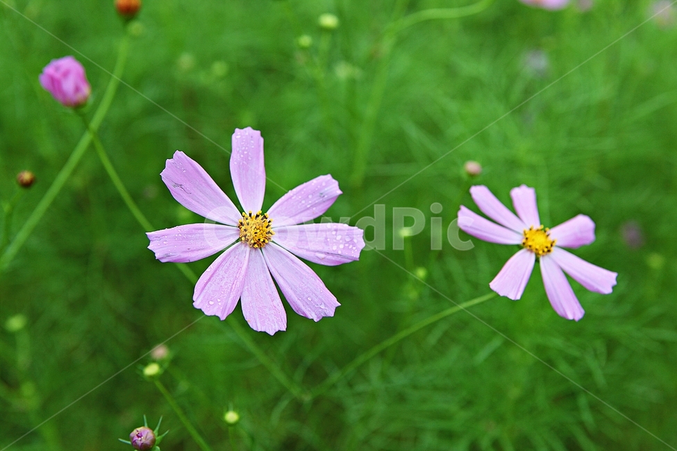 코스모스,꽃,꽃잎,식물,자연,가을,가을꽃,공원,식물,자연,plants,nature,꽃,flower