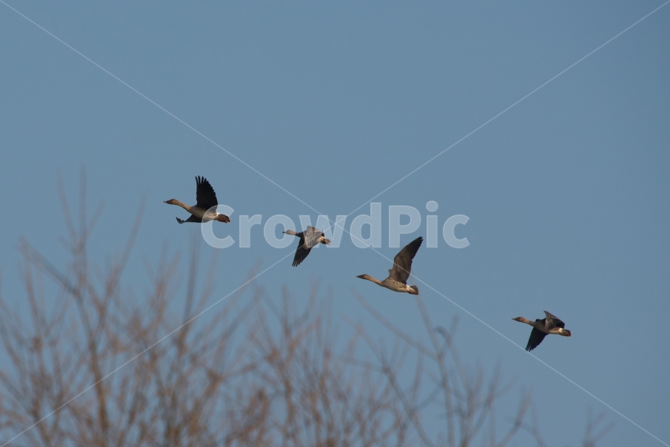 고니,Swan,겨울,Winter,겨울철새,물새,날고있는고니,동물,animal,조류,새,birds