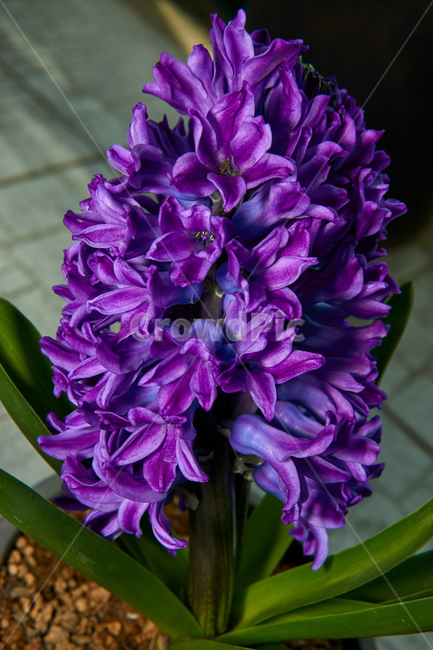 꽃,flower,plant,자연,nature,생태계,wood,봄,spring,입춘,생화,조화,화분,화원,꽃집,꽃밭,히아신스,hyacinth,식물,식물,자연,plants,nature,꽃,flower