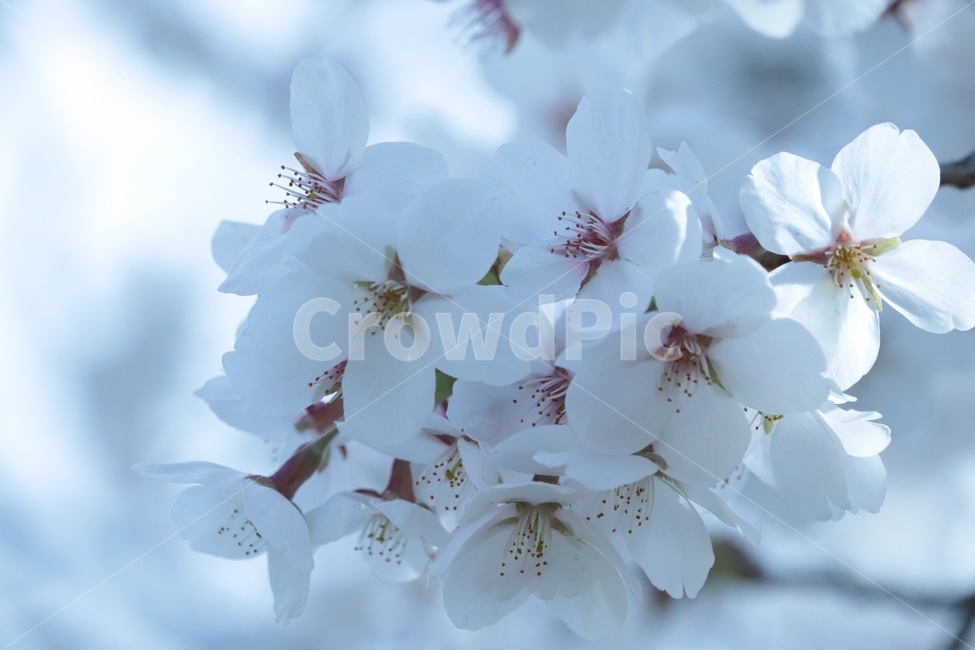 배경화면,벚꽃나무,꽃,flower,봄,벚꽃