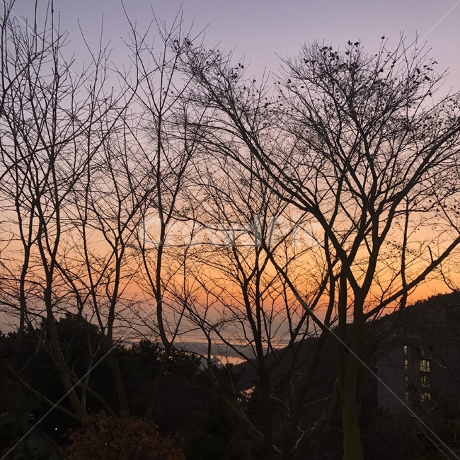 붉은하늘,하늘,nature,sky,노을,나무,겨울,황혼,redsky,일몰,sunset,식물,자연,plants,nature,나무,trees,wood