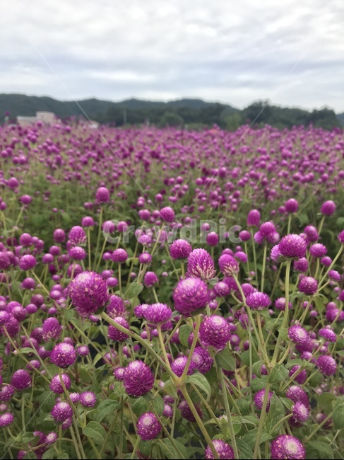 천일홍,보라색,보라꽃,꽃밭,꽃축제,식물,자연,plants,nature,꽃,flower