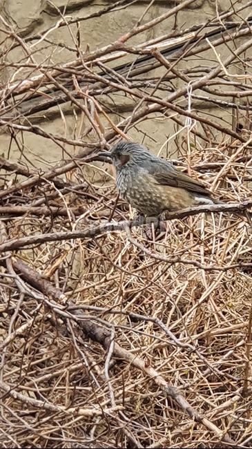 소식,animal,동물,새,직바구리,bird,동물,animal,조류,새,birds