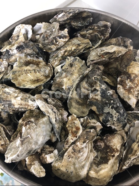 굴,조개,해물,해산물,oyster,식재료