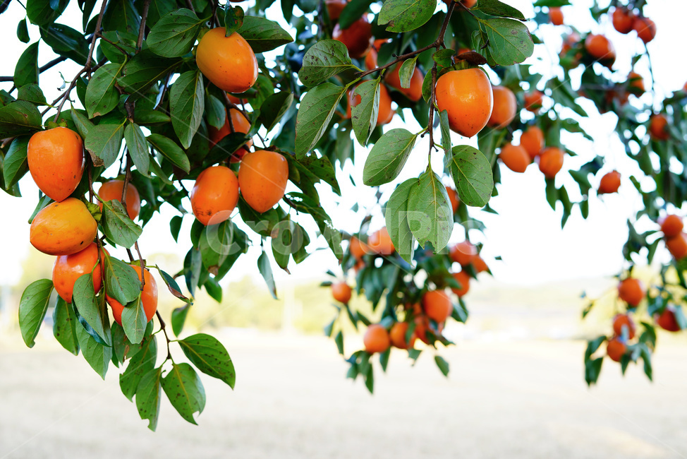 감,대봉,감나무,과일,대봉재배,과일,열매,fruit