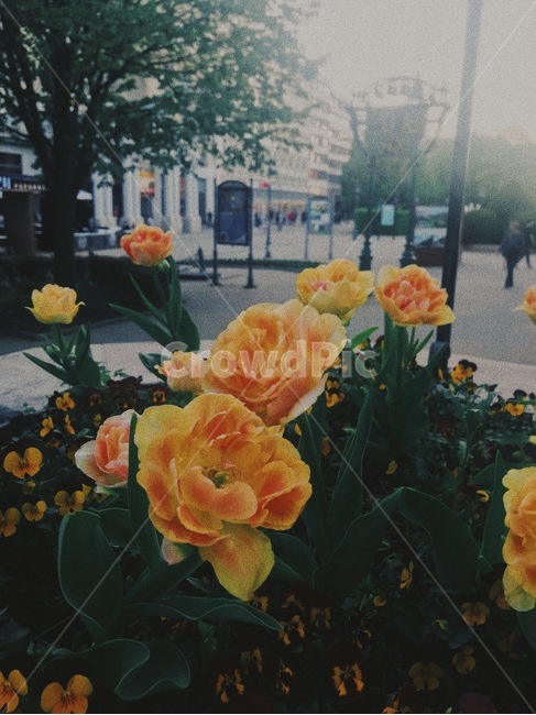 꽃,자연,색감,여름,flowers