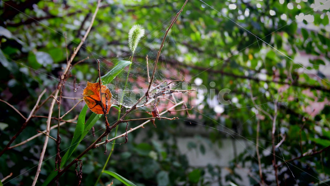 빗방울,강아지풀,거미줄,비,raindrop,cobweb,식물,자연,plants,nature