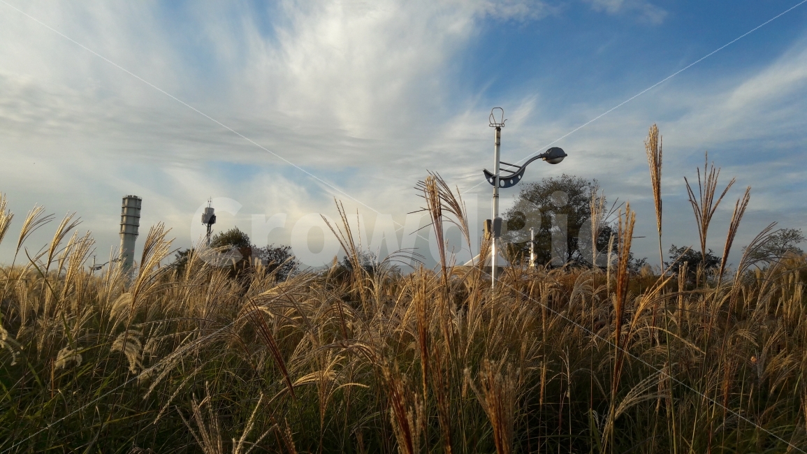 하늘공원,억새풀,하늘,구름,가로등,가을,계절,fall,autumn,season,자연,풍경,nature,landscape,한국자연풍경,한국자연경관,korea nature landscape,plant,식물,grass,잔디,produce,생기게 하다,food,식품,음식