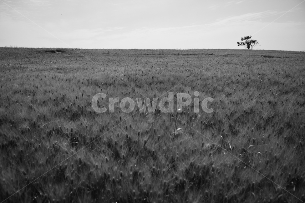 흑백,광활함,홀로,홀로나무,나무,들판,벌판,흑백사진,자연,풍경,nature,landscape,흑백,모노톤,monochrome,black and white,field,들