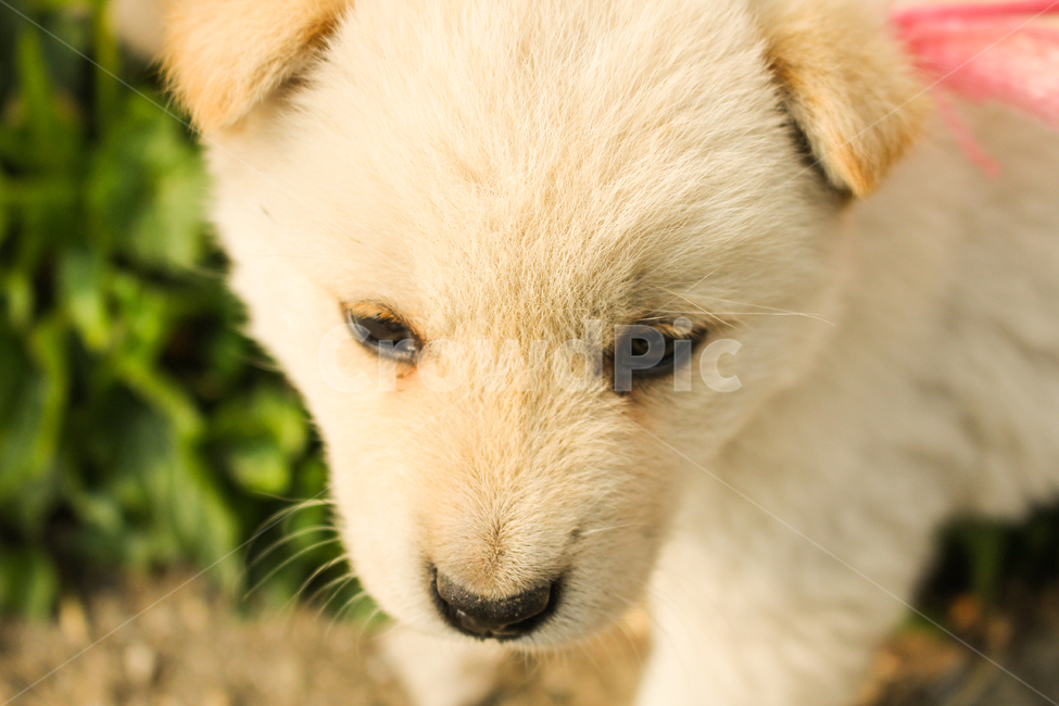 pet,애완동물,animal,동물,포유류,강아지,dog,개,감성