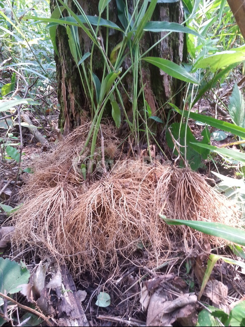 산해박,산해박뿌리,산해박전초,산해박잎,약용식물,식물,자연,plants,nature