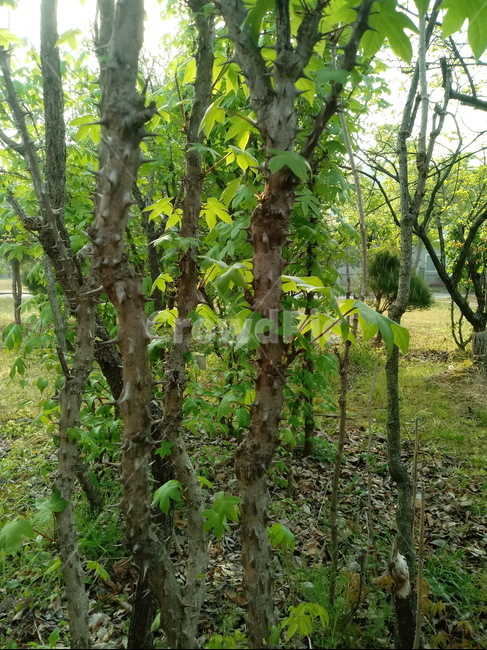 엄나무,식물,음나무,두릅나무과,낙엽활엽교목,정동목,식물,자연,plants,nature,나무,trees,wood
