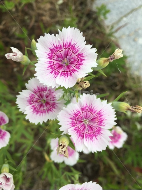 꽃,자연,식물,flower,nature,plants,식물,자연,plants,nature,꽃,flower