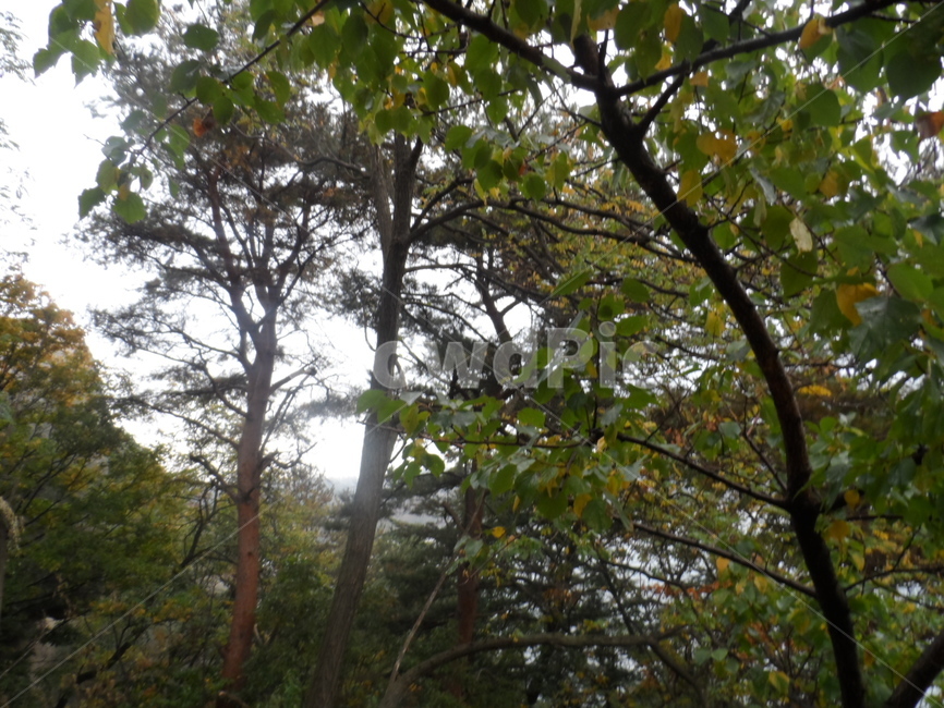 나무,숲,숲속,나무들,고즈넉함,자연,풍경,nature,landscape,flare,플레어,light,빛