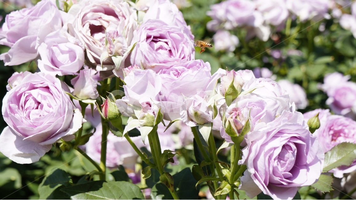 장미,pink,분홍색,꽃,flowers,flower,분홍꽃,꽃밭,nature,자연,rose