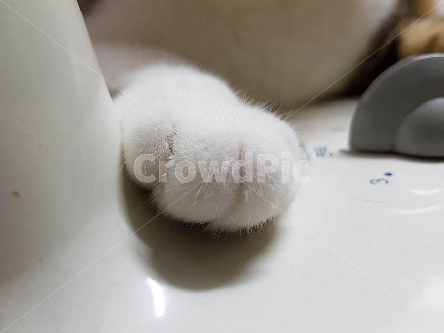 고양이발,고양이,cat,솜방망이,paw,동물,animal,포유류,mammal,고양이,cat,kitten,kitty