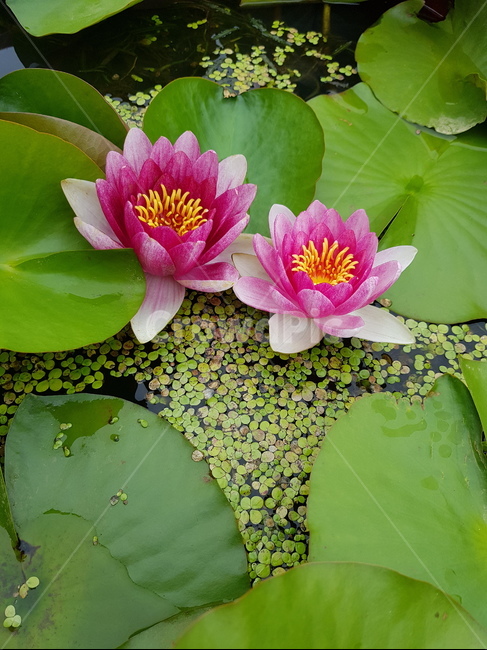 연꽃,수련,lotusflower,식물,plants,flower,자연,꽃