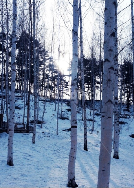 겨울,눈,자작나무,숲,눈밭,tree,풍경