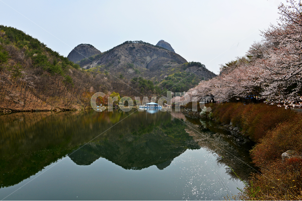 전북,진안,탑영제,마이산,plant,식물,nature,자연,outdoors,water,옥외,물,경치,경관,풍경,벚꽃,산벚꽃,반영,마이산봄,봄,계절