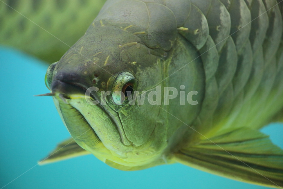 물고기,아로아나,아로와나,열대어,arowana,tropicalfish,동물,animal,어류,물고기,fish