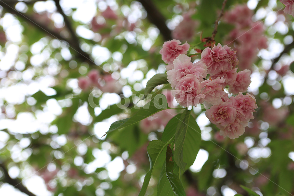 봄,꽃,벚꽃,spring,flower,cherryblossoms,봄,계절,spring,season,식물,자연,plants,nature,꽃,flower,plant,blossom