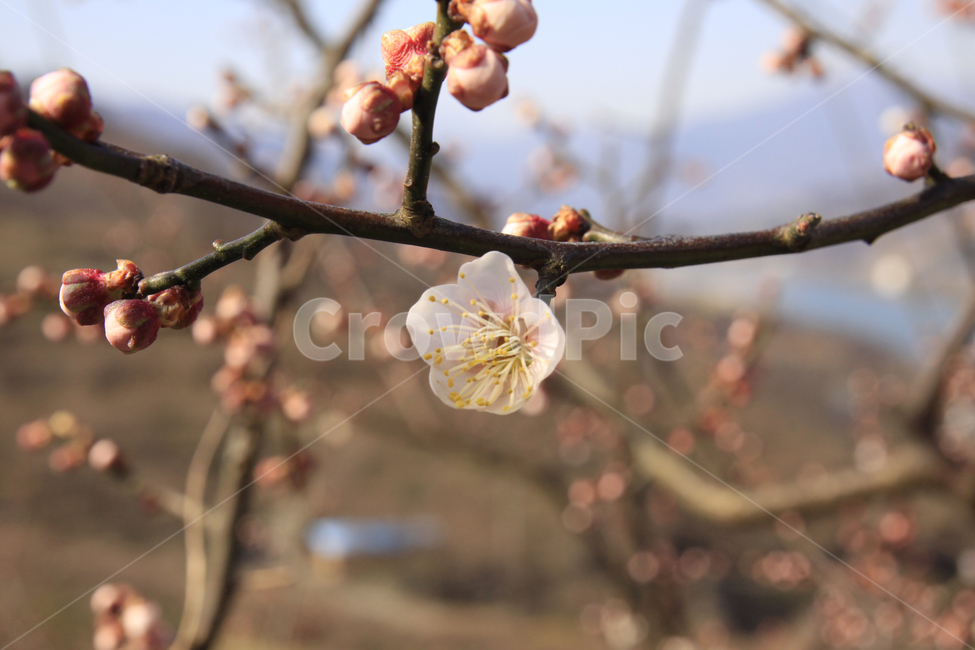 봄,자연,매화,꽃,매화꽃,매화마을,spring,flower,nature,season,나무,식물,봄꽃,계절,봄,계절,spring,season,식물,자연,plants,nature,꽃,flower,plant