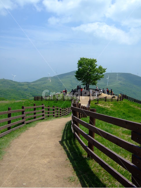 대관령목장,산,여름산,양떼목장,능선,강원도,나무,산마루,mountain,tree,forest,summer,자연,풍경,nature,landscape,outdoors,옥외,field,들