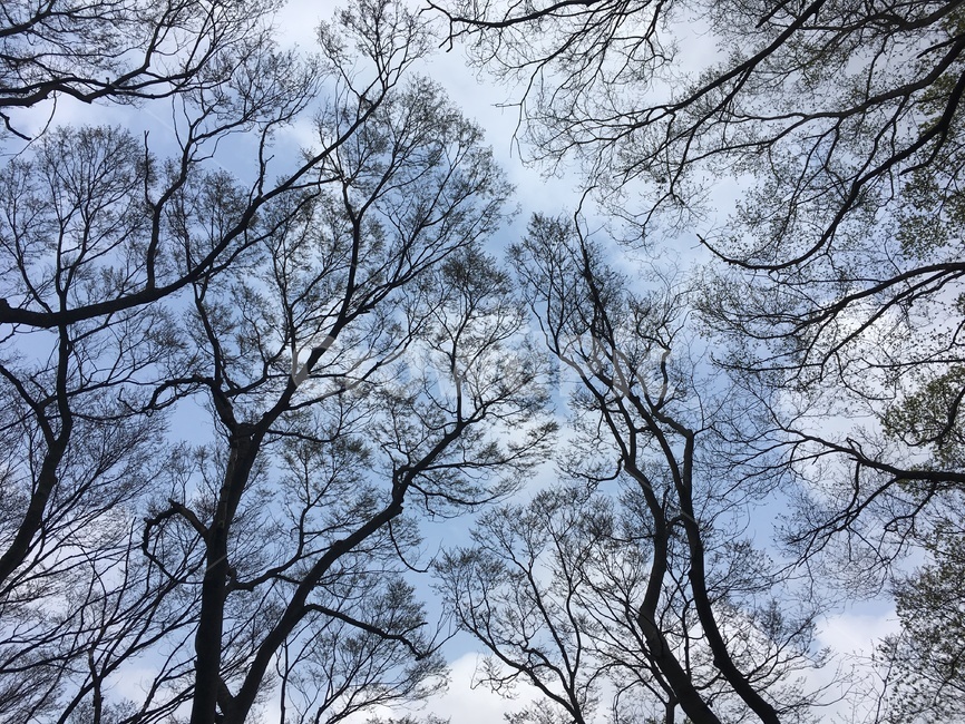 나무숲,빽빽,식물,treetrunk,plant,tree,자연,풍경,nature,landscape