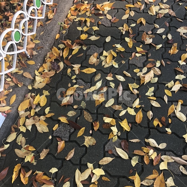 고독,가을,낙엽,외로움,길,가을,계절,fall,autumn,season,leaf,잎,plant,식물