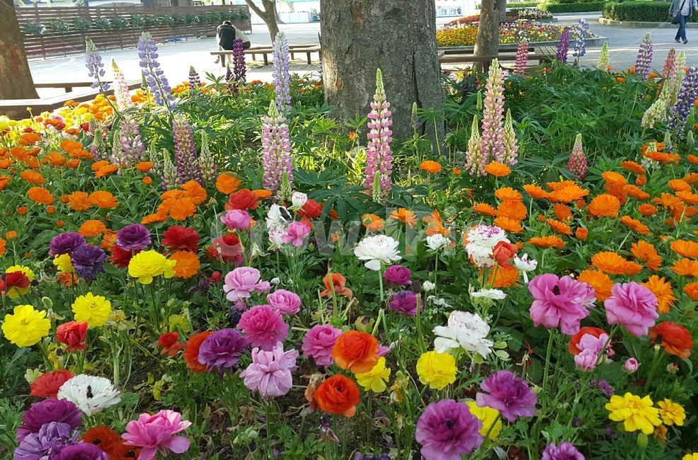 꽃,봄,공원,나들이,식물,컬러,색채,색감,flower,자연,힐링,감성사진