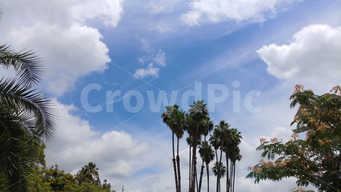 구름,하늘,바람,좋은날씨,남가주,수목원,야자수,켈리포니아,perfectweather,palmtrees,LAcountyarboretum,자연,풍경,nature,landscape,해외,외국,세계,foreign,oversea,world,summer,여름