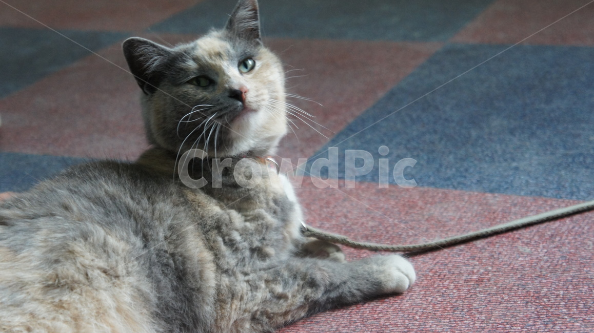 animal,동물,cat,pet,포유류,mammal,애완동물,고양이,길고양이,코리아숏헤어,코숏